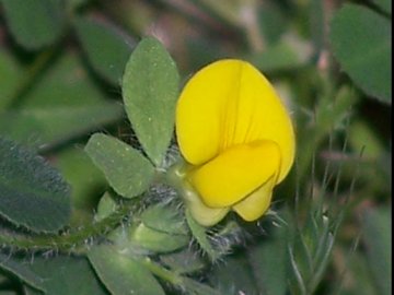 Lotus edulis